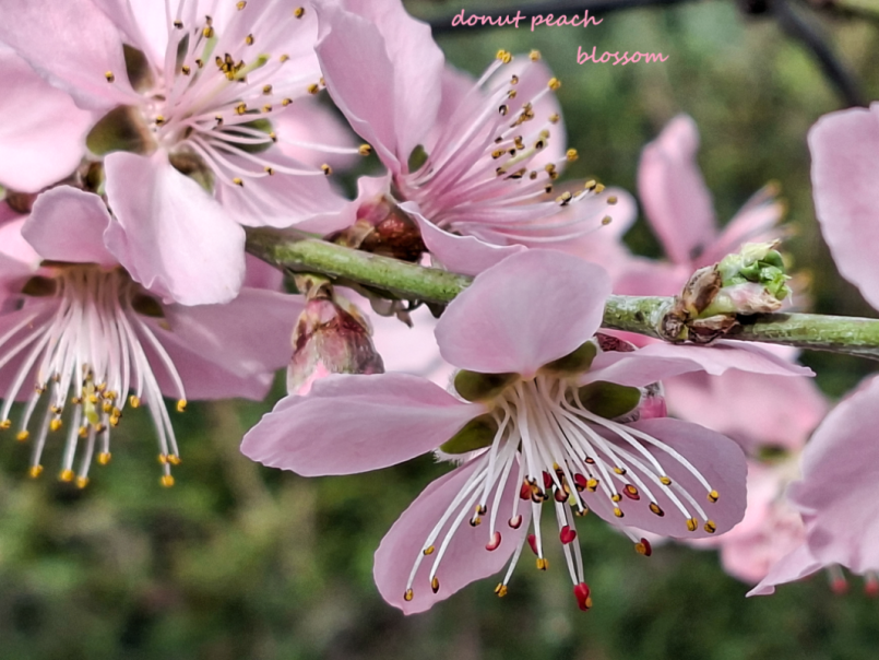 01 Platte perzik 2026-03-07 04.png