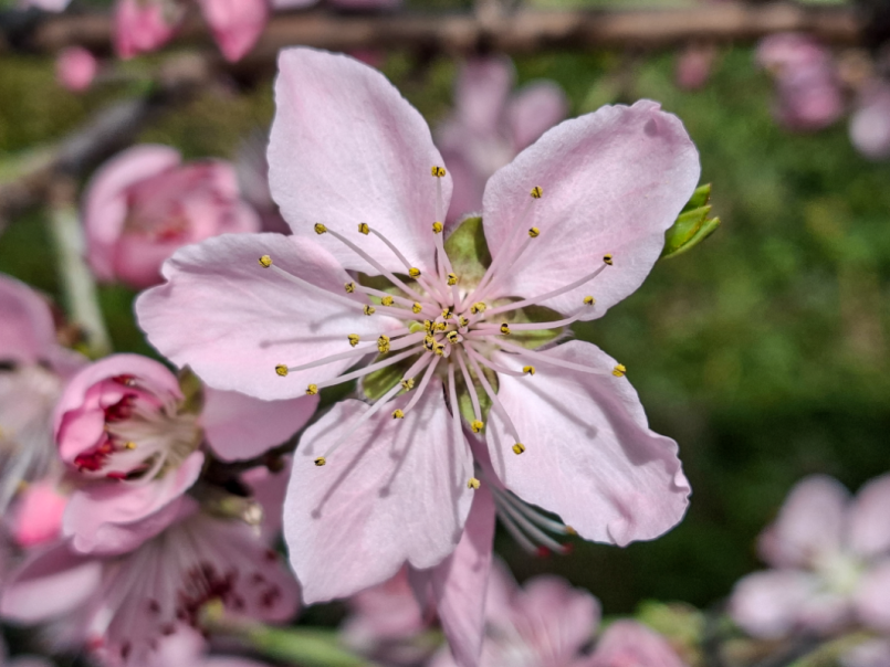 03 Platte perzik 2026-03-06 05.png