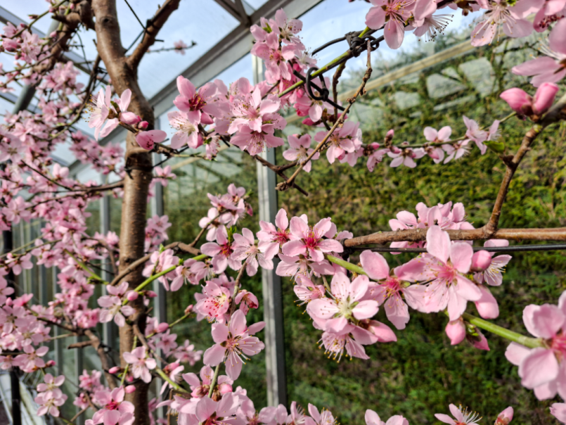 04 Platte perzik 2026-03-07 05.png