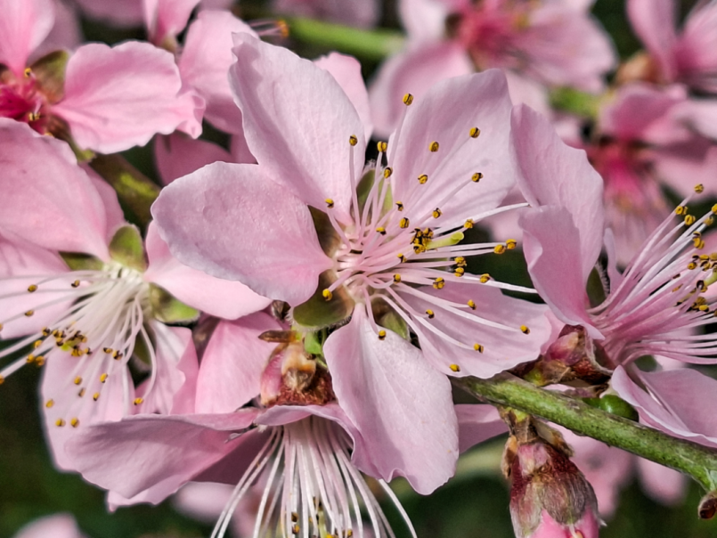 05 Platte perzik 2026-03-07 03.png