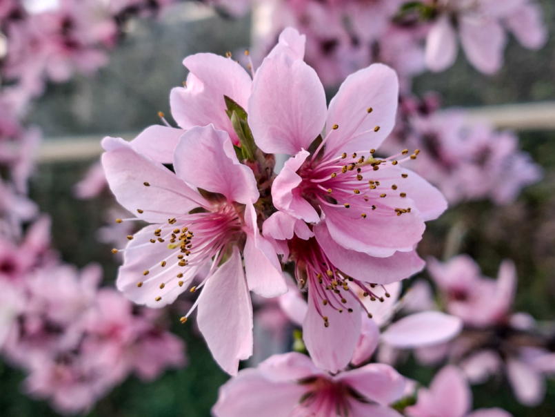 07 Platte perzik 2026-03-08 02.png