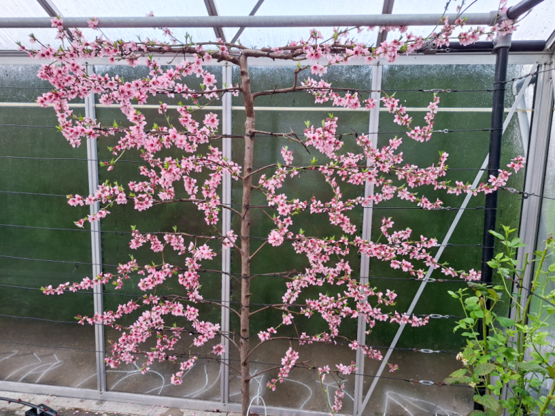 08 Platte perzik 2026-03-14 01.png