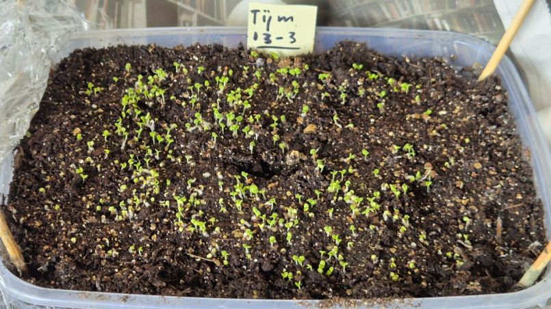 20260316_Tijm_zaai.jpg