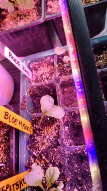 Bloemkool 1 kiemblad.jpg