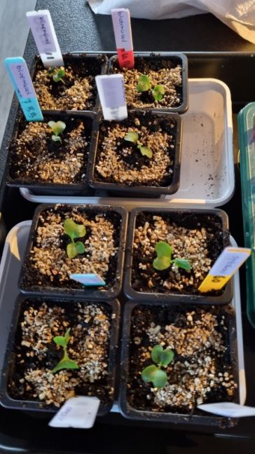 Bloemkool en spitskool.jpg