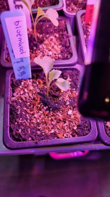 Bloemkool normaal.jpg