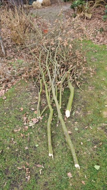 Boom weggehaald in schutting.jpg