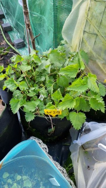 Brandnetel na knippen.jpg