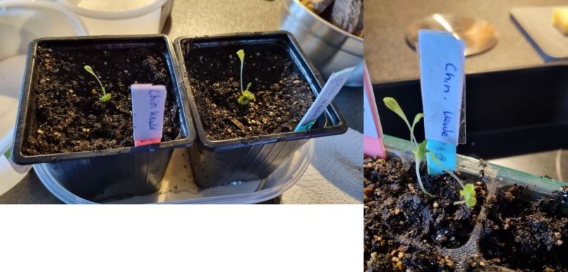 Chinese Keule 4 x.jpg