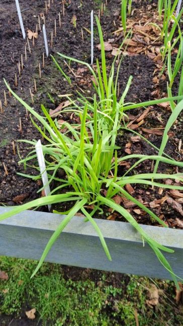 Chinese bieslook.jpg