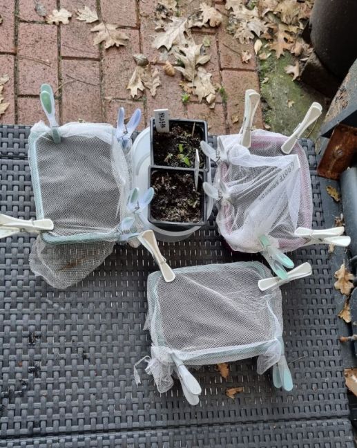 Foto 10 bloem zaaiingen.jpg