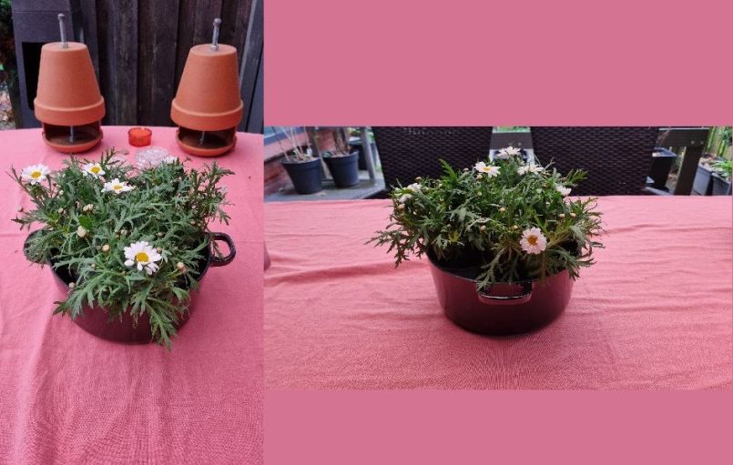 Foto 11 plant in pan.jpg