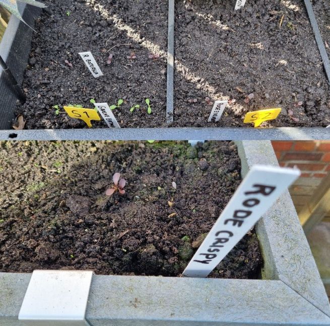 Foto 12 Rode Crispy.jpg