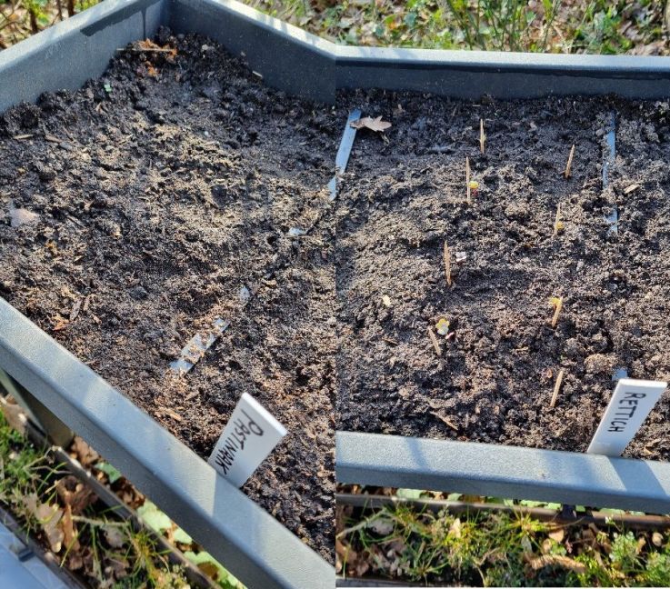 Foto 15 pastinaak en rettich.jpg