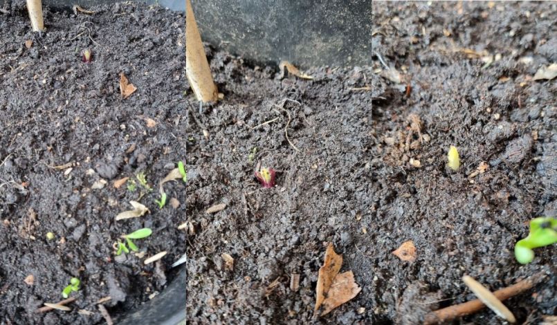 Foto 15 zonnewortels.jpg