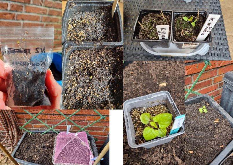 Foto 16 Kaukasische.jpg