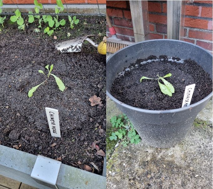 Foto 19 Chinese Keule 2 x.jpg