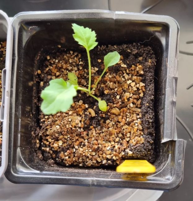 Foto 20 geen Chinese Keule.jpg