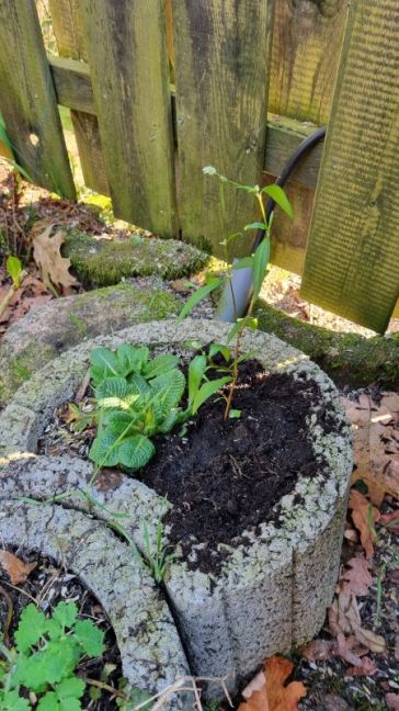 Foto 2 duizendblad.jpg