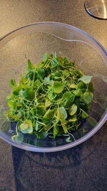 Foto 3 postelein.jpg