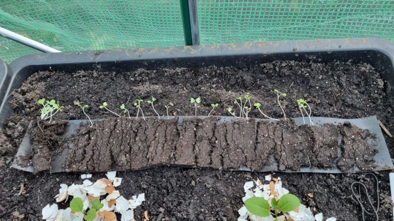 Foto 4 raapstelen.jpg