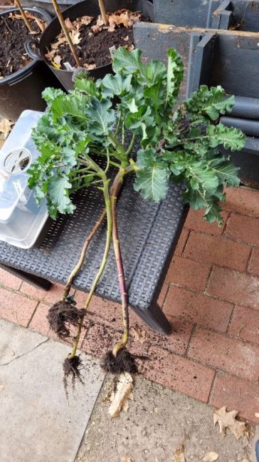 Foto 5 Purple Sprouting.jpg