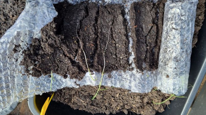 Foto 7 gele uien.jpg