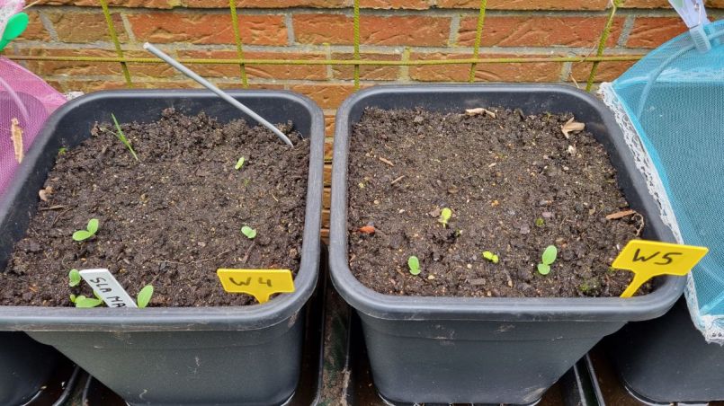 Foto 8 komkommerkruid.jpg