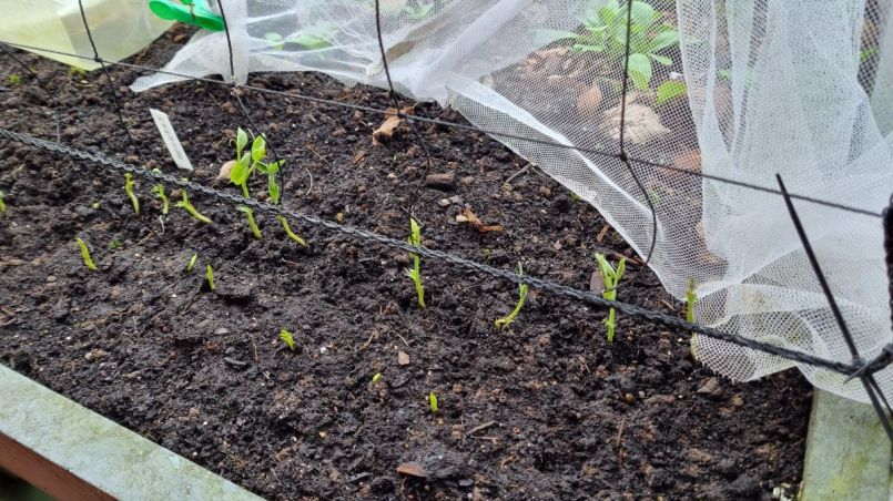 Kapucijners vanuit werkplaats.jpg