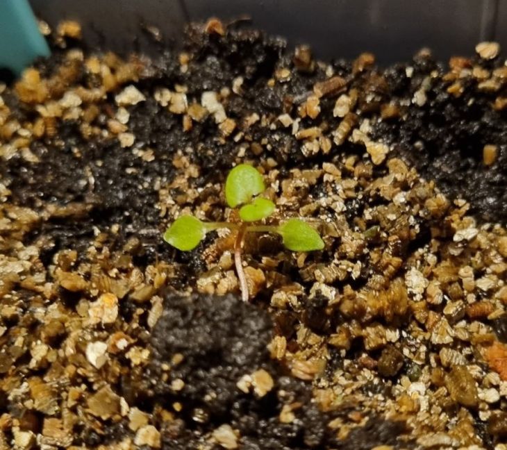 Klimspinazie 1e uit koelkast.jpg