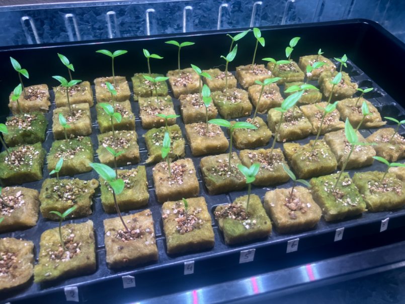 Pepers 2026-01-22 01.png