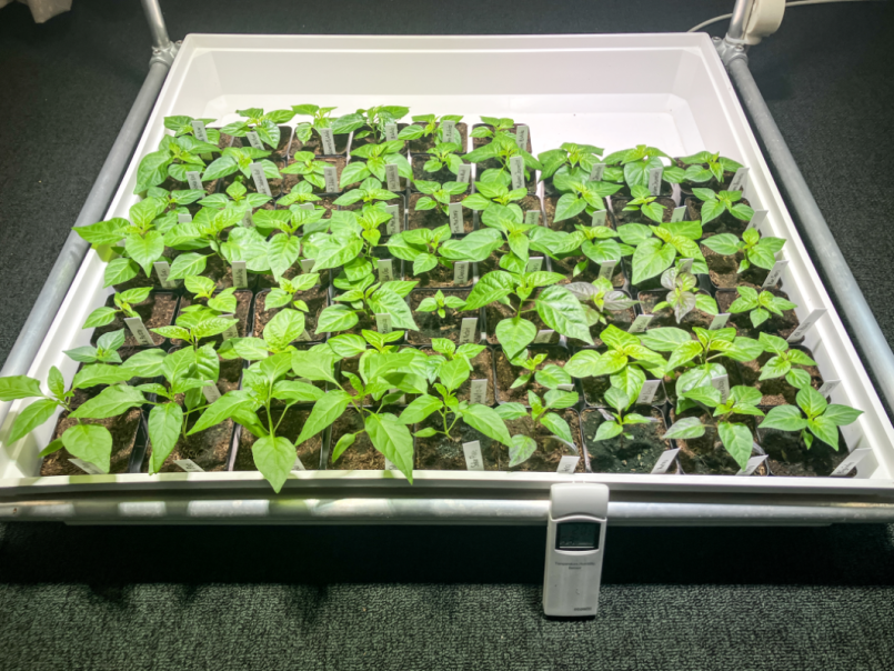 Pepers 2026-02-22 02.png