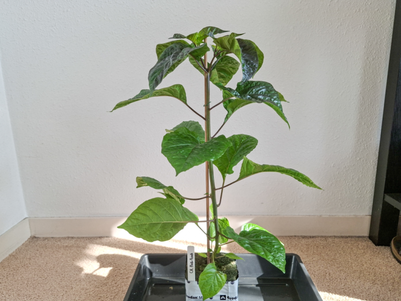 Pepers 2026-03-22 CR PinkPeach 01.png