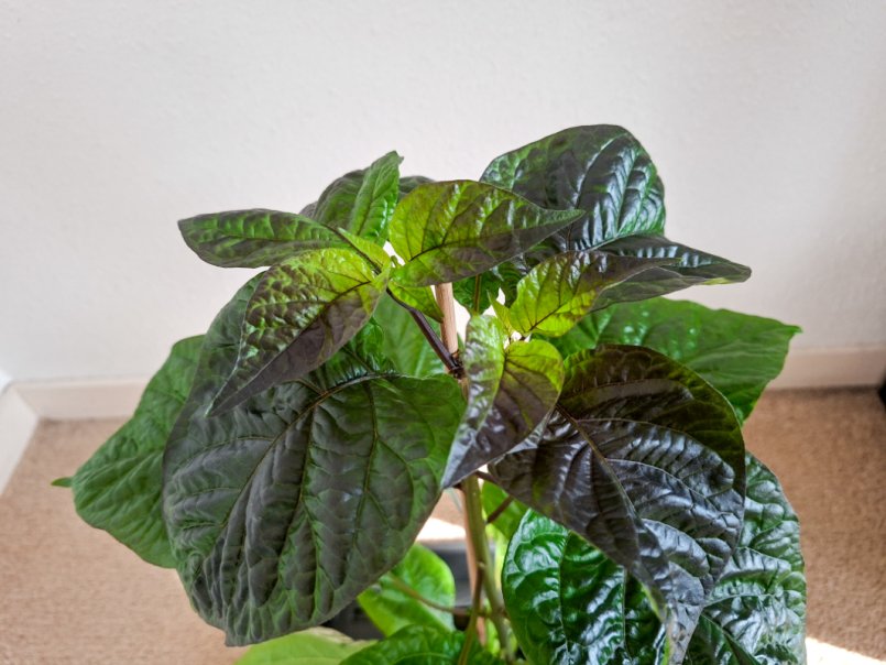 Pepers 2026-03-22 CR PinkPeach 02.png