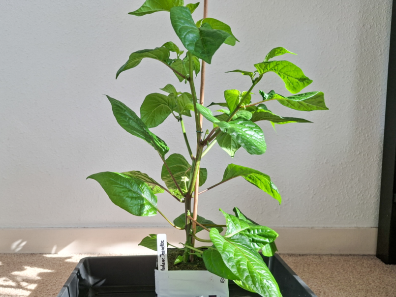 Pepers 2026-03-22 Madame Jeannette 01.png