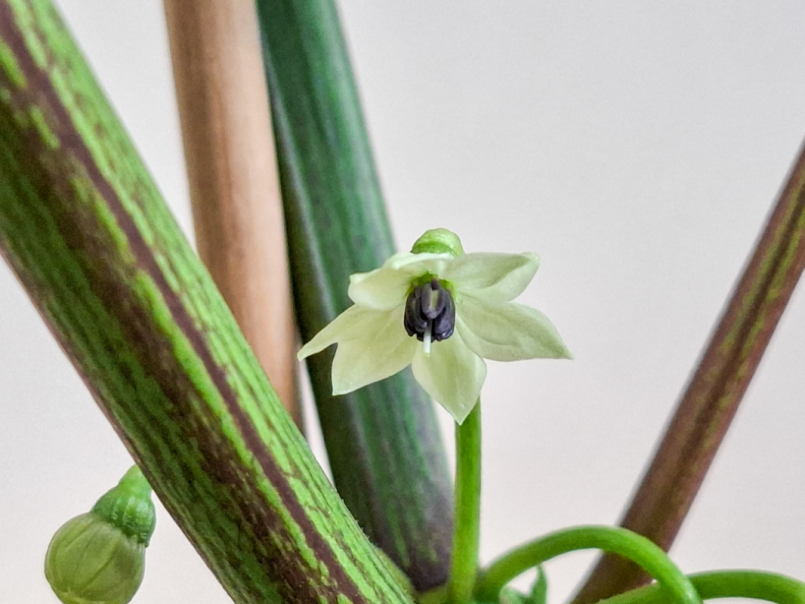 Pepers 2026-03-22 Madame Jeannette 02.png