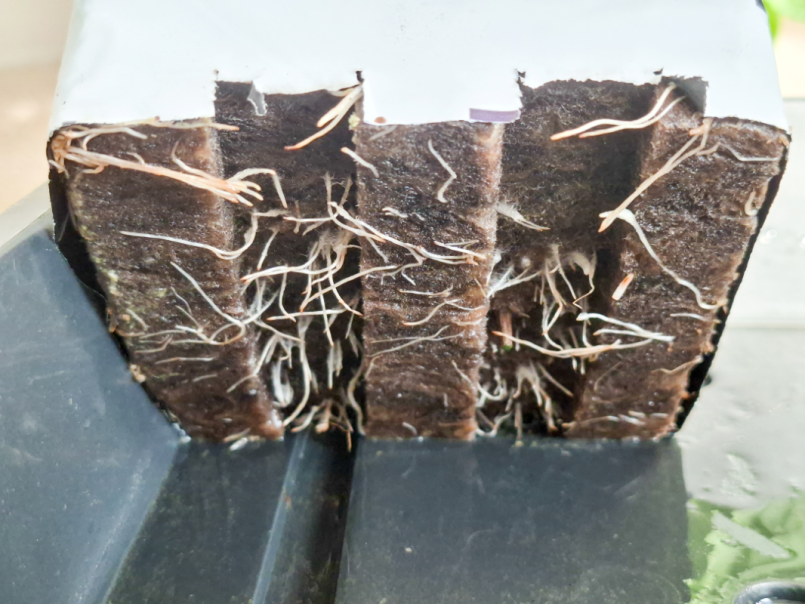 Pepers 2026-03-22 Madame Jeannette 03.png