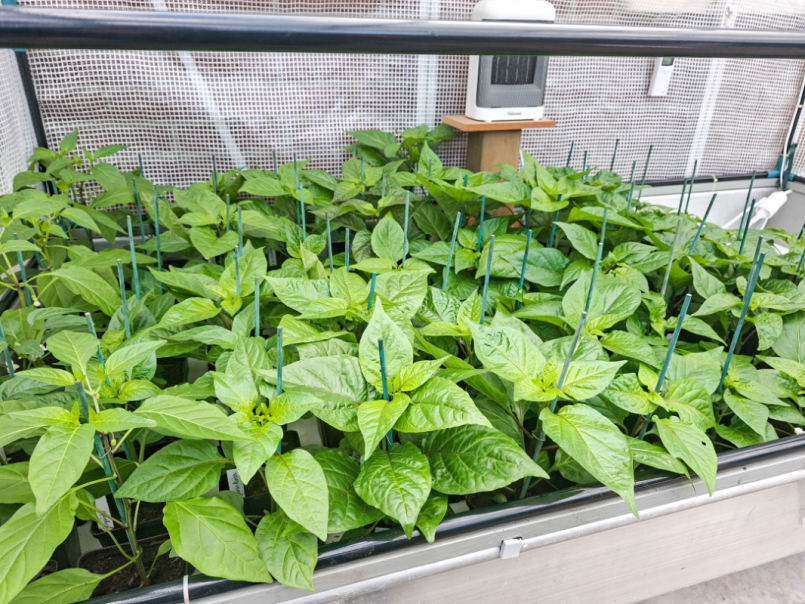 Pepers 2026-03-26.png