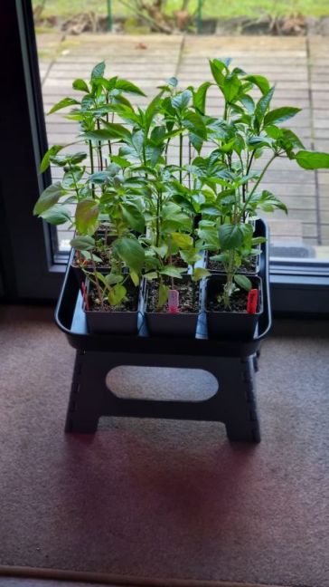 Pepers verplaatst.jpg