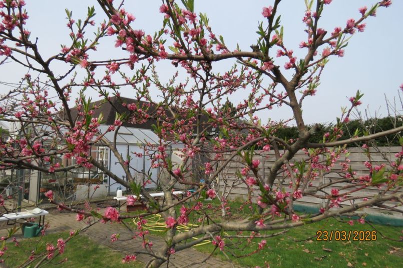 Perzik2026_1 - kopie.JPG