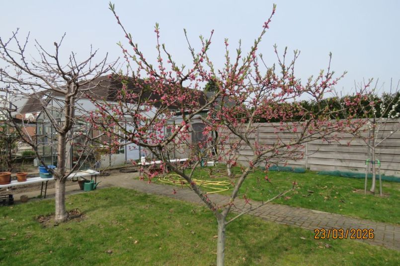 Perzik2026_2 - kopie.JPG