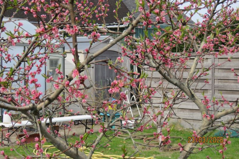 Perzik2026_3 - kopie.JPG