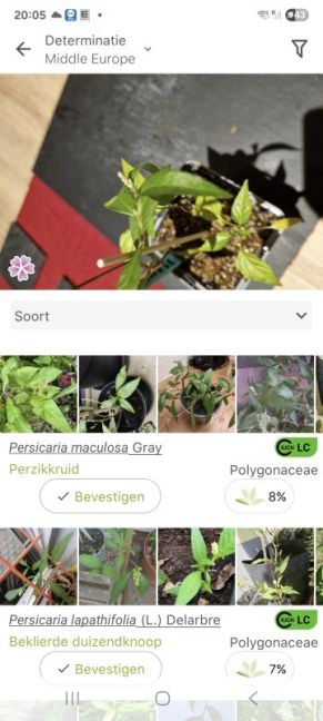 Screenshot_20260312_200553_PlantNet[2].jpg