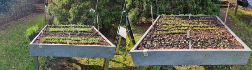 Spinazie en radijsbakke.jpg