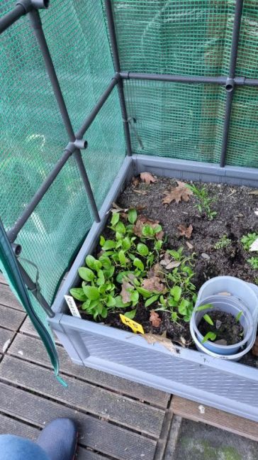 Spinazie na knippen.jpg