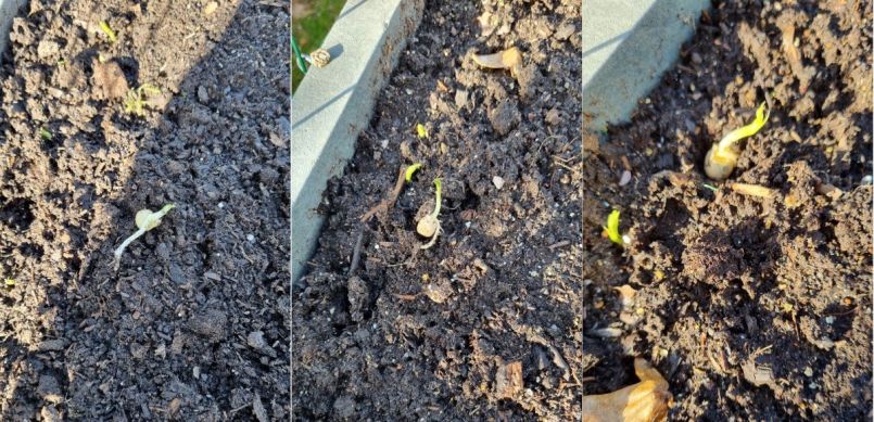 Sugarsnaps en doperwt.jpg