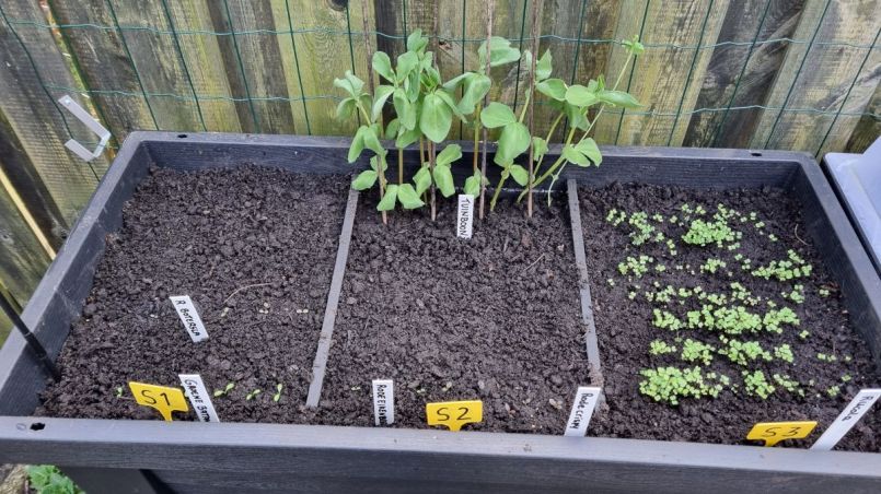 Tuinbonen moeten wel water.jpg