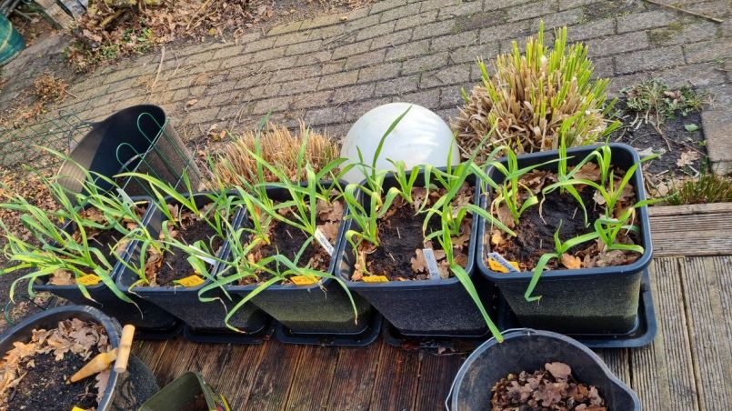 Winterwortels tussen knoflook.jpg