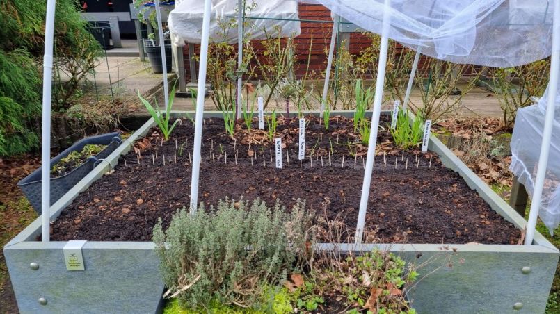 Wortelen Harlequin oud.jpg