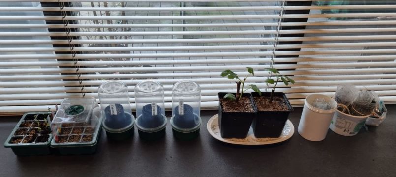 Zaairol aangepast.jpg